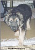 my dog5 - lufsen7.jpg