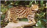 Pampa-Cat