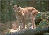 More Lynx from Neumuenster Animal park - cat balancing on a log