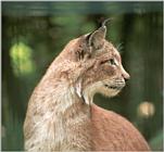 One for your cat collection - another Neumuenster Animal Park Lynx portrait