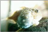 Marine Animals/Underwater Pics. - 09320003.jpg (1/1)