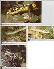 Re: Unknown snake, please identify. - boomslang.jpg