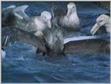 Re: Request: petrels - Southern Giant Petrel (Macronectes giganteus) - giant petrels1.jpg