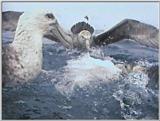 Re: Request: petrels - Southern Giant Petrel (Macronectes giganteus) - giant petrels2.jpg