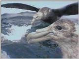 Re: Request: petrels - Southern Giant Petrel (Macronectes giganteus) - giant petrels3.jpg