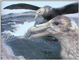 Re: Request: petrels - Southern Giant Petrel (Macronectes giganteus) - giant petrels4.jpg