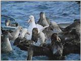 Re: Request: petrels - Southern Giant Petrel (Macronectes giganteus) - giant petrels5.jpg