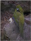Re: i am looking for parrots - Antipodes Parakeet.jpg