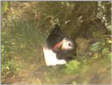 Re: Wanted: Puffin Pictures - puffin3.jpg