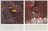Scans from Scientific American - bowerbirds.jpg