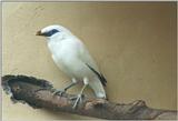 Birds from El Paso Birdpark - bali starling2.jpg