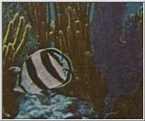 Re: Looking for Caribbean Tropical Fish the more colorful the better - banded butterflyfish.jpg