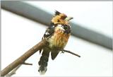 Birds from El Paso Birdpark - barbet1.jpg