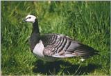 Birds from Holland - barnacle goose.jpg