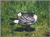 Birds from Holland - barnacle goose2.jpg