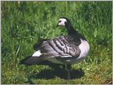 Birds from Holland - barnacle goose3.jpg