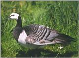 Birds from Holland - barnacle goose4.jpg