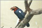 Birds from El Paso Birdpark - barbet3.jpg