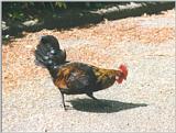 Birds from Holland - cock1.jpg