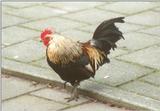 Amstelpark cocks and chickens - cock10.jpg