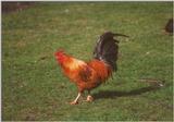 Amstelpark cocks and chickens - cock11.jpg
