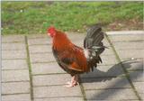 Amstelpark cocks and chickens - cock12.jpg