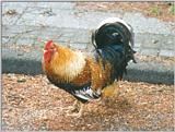 Birds from Holland - cock2.jpg