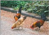 Birds from Holland - cocks and chickens2.jpg