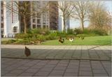 More chickens and roosters - urban chickens.jpg
