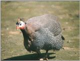 Birds from Holland - guineafowl.jpg