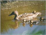 Birds from Holland - mallard and ducklings.jpg