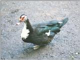 Birds from Holland - muscovy duck.jpg