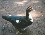 Birds from Holland - muscovy duck2.jpg