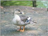 Birds from Holland - unknown duck.jpg