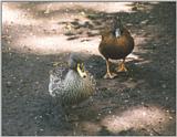 Birds from Holland - unknown ducks.jpg