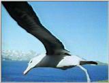 Re: Request: Albatross - black-browed albatross 2.jpg