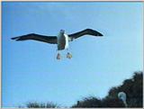 Re: Request: Albatross - black-browed albatross 3.jpg
