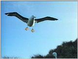 Re: Request: Albatross - black-browed albatross 4.jpg