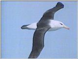 Re: Request: Albatross - black-browed albatross 5.jpg