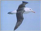 Re: Request: Albatross - black-browed albatross 6.jpg