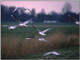 Birds from Europe and the rest of the world - BlackheadedGulls.jpg