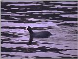 Birds from Europe and the rest of the world - Coot.jpg
