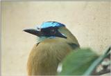Birds from El Paso Birdpark - bluecrowned motmot 1.jpg