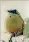 Birds from El Paso Birdpark - bluecrowned motmot 2.jpg