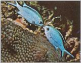 Re: Looking for Caribbean Tropical Fish the more colorful the better - blue chromis.jpg