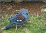 Birds from El Paso Birdpark - crowned pigeon1.jpg