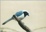 Birds from El Paso Birdpark - unknown bird1.jpg - What is this?