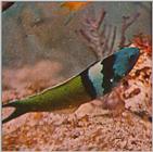 Re: Looking for Caribbean Tropical Fish the more colorful the better - bluehead wrasse