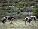 More bovidae - bontebok (damaliscus dorcas dorcas) 2.jpg