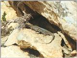 Animals from La Palma - Canary Island Lizard 1.jpg -- Western Canaries lizard (Gallotia galloti)